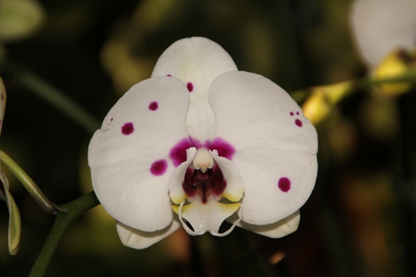 Phalaenopsis   066.jpg